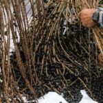 Feijó terá primeira indústria de açaí com Indicação Geográfica da fruta no Brasil